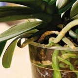 Trebam li podrezati zračno korijenje sobnih biljaka?